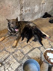 Cuccioli di pastore tedesco