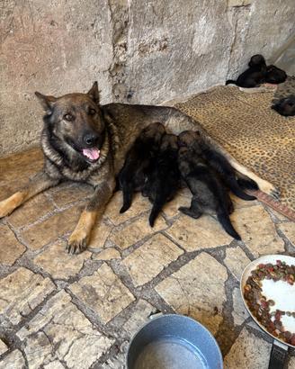 Cuccioli di pastore tedesco