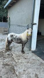 Pony Femmina