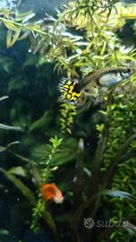 Pesci guppy