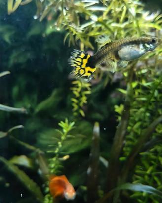 Pesci guppy