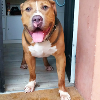 Bully xl maschio 3 anni x adozione