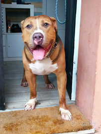 Bully xl maschio 3 anni x adozione