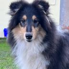 Cucciola Pastore Scozzese Collie