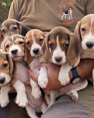 Cuccioli beagle