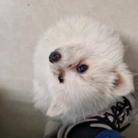 Volpino sprizh pomerania