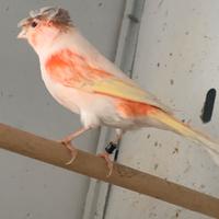 Canarina femmina