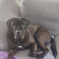 Cane corso per monta