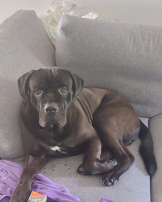 Cane corso per monta