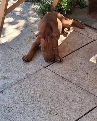 Cuccioli pit