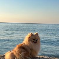 Spitz di pomerania nano