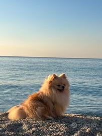 Spitz di pomerania nano