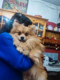 Spitz tedesco piccolo senza pedigree