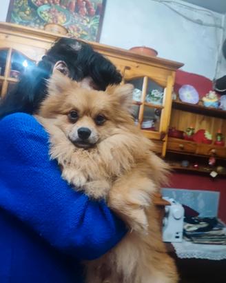 Spitz tedesco piccolo senza pedigree