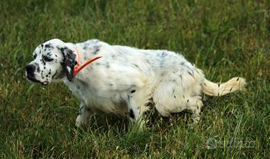 Setter Inglese pronta caccia