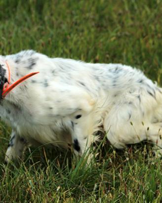 Setter Inglese pronta caccia