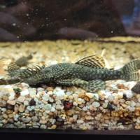 Pesci ancistrus maschi