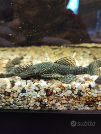 Pesci ancistrus maschi