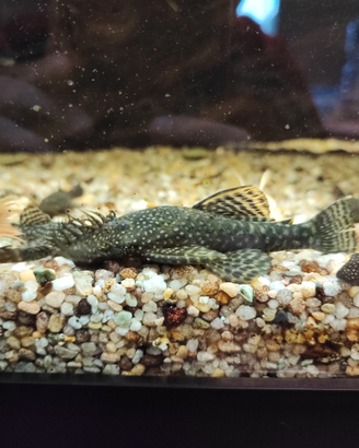 Pesci ancistrus maschi