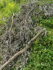 GRATIS LEGNA DI ULIVO 