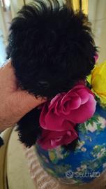 Cucciola di maltipo mini