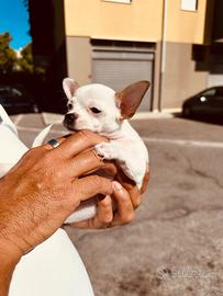 Chihuauaua