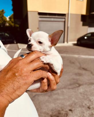 Chihuauaua