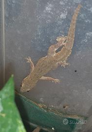 Geco Hemidactylus platyurus maschio