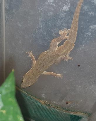 Geco Hemidactylus platyurus maschio
