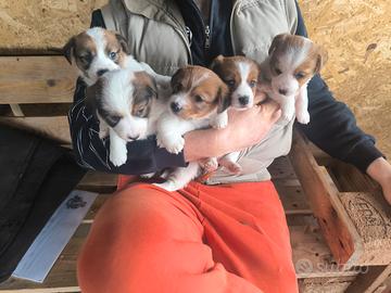 Jack Russell