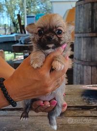 Chihuahua