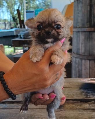 Chihuahua