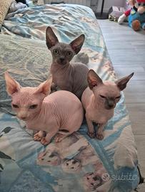 Cuccioli di canadian sphnix
