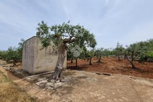 TER. AGRICOLO A CONVERSANO
