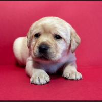 Labrador gialli con pedigree