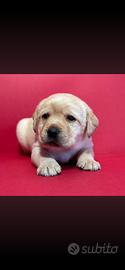 Labrador gialli con pedigree