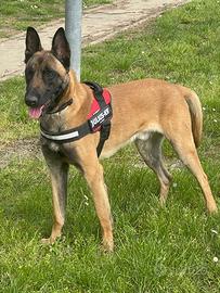 Malinois maschio colore carbonato