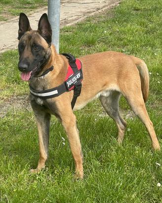 Malinois maschio colore carbonato