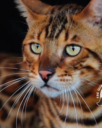Gatti Bengala Disponibili - Eleganza Selvaggia