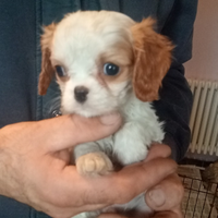 Cucciolate di cavalier king