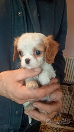 Cucciolate di cavalier king