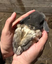 Coniglio ariete nano