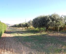 Terreno Residenziale Roseto degli Abruzzi