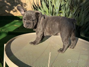 Cuccioli bulldog francese blu e
