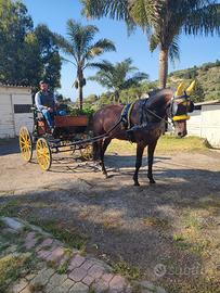 Cavallo trottatore