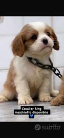 Cavalier King