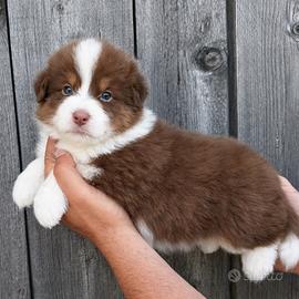 Cucciola Pastore Australiano