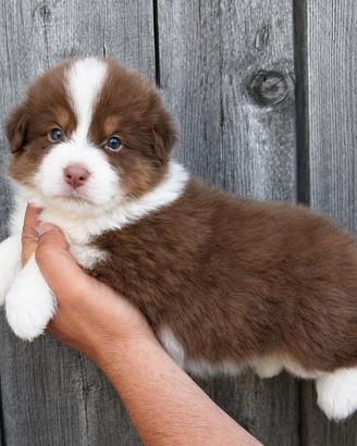Cucciola Pastore Australiano