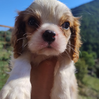 Cavalier king cuccioli blenheim