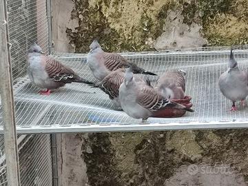 Tortore Australia dal ciuffo